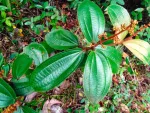 Canela de velho