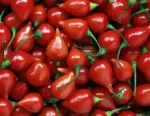 Pimenta Biquinho MST - conserva